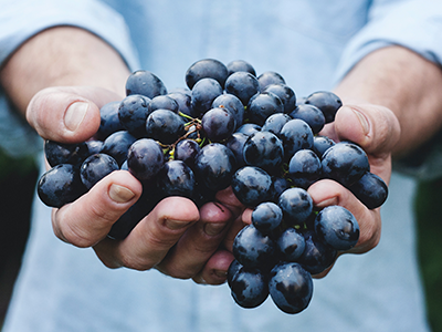 Antioxidants in grapes