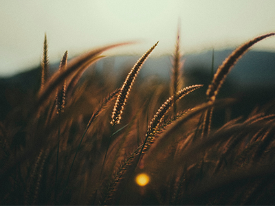 Barley health benefits