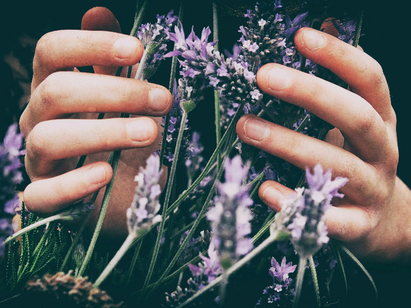 Aromatherapy: How Lavender and Chamomile Scents Can Transform Your Space