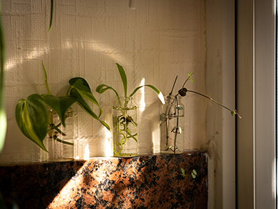 Natural Air Purifiers