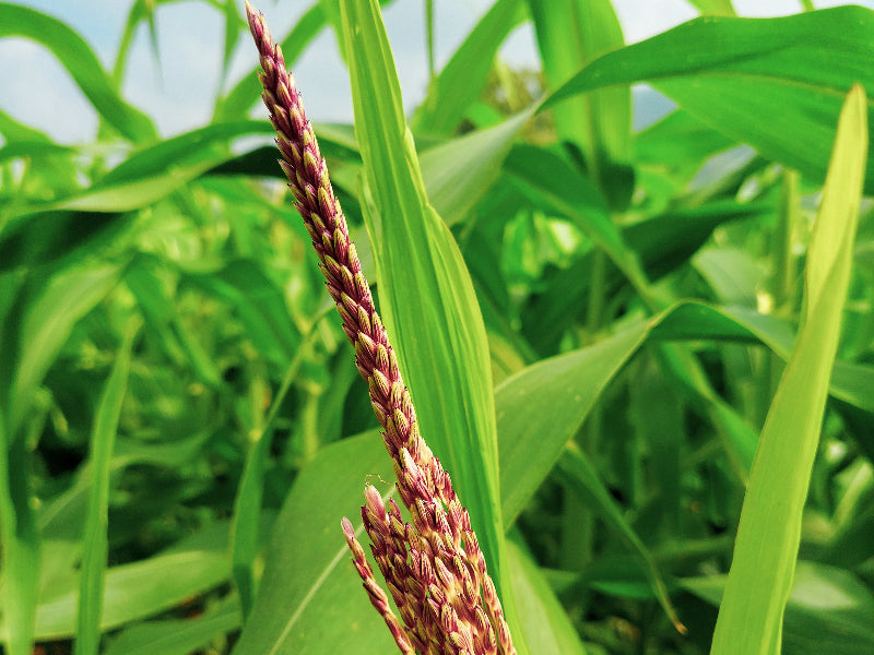 Embracing Sorghum: The Heart-Healthy Carb You Need in Your Diet