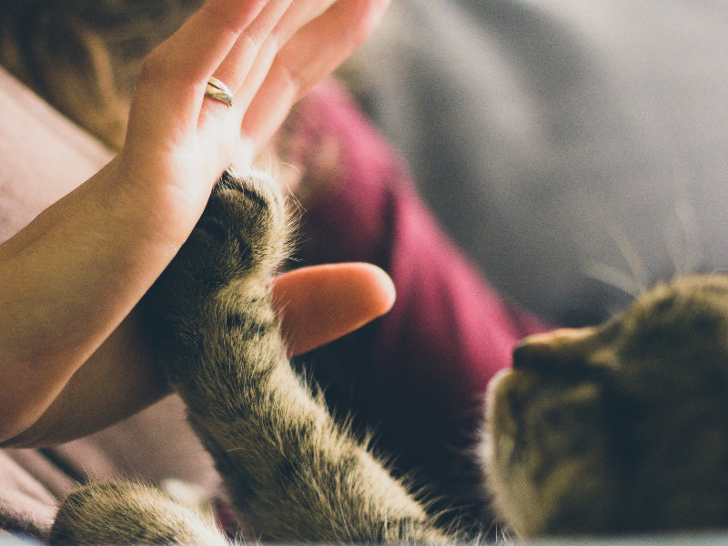 Mindfulness With Pets